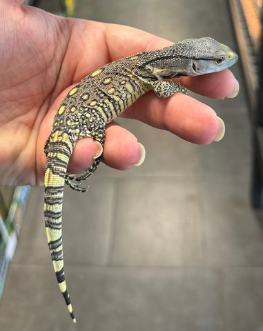 Black Throat Monitor Baby (BBTM5)