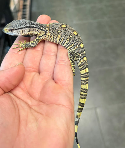 Black Throat Monitor Baby (BBTM6)