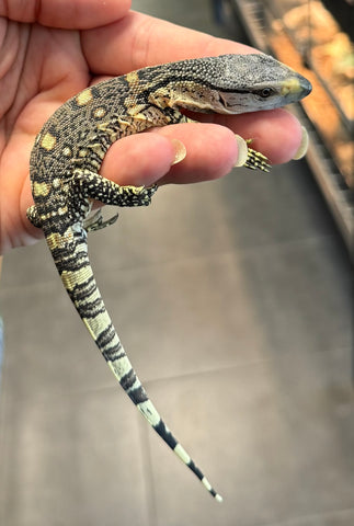 Black Throat Monitor Baby (BBTM7)