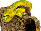 Biak Green Tree Python Extreme Yellow Female (BEYF01)