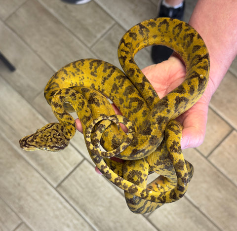 Yellow Jaguar Amazon Tree Boa Big Adult Female (BATBJF14))