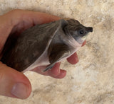 Fly River Turtle Baby (BFRT2)