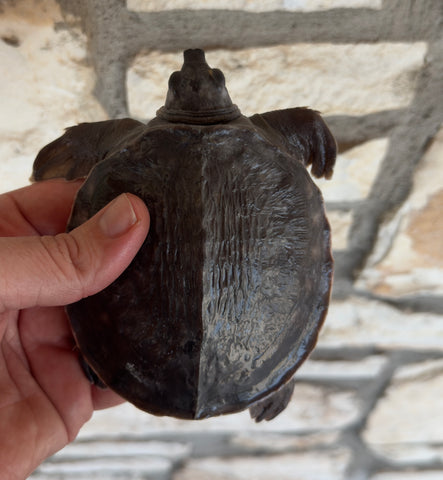 Fly River Turtle Baby (BFRT2)