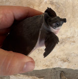Fly River Turtle Baby (BFRT3)
