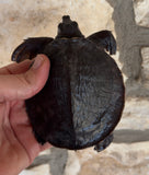 Fly River Turtle Baby (BFRT3)