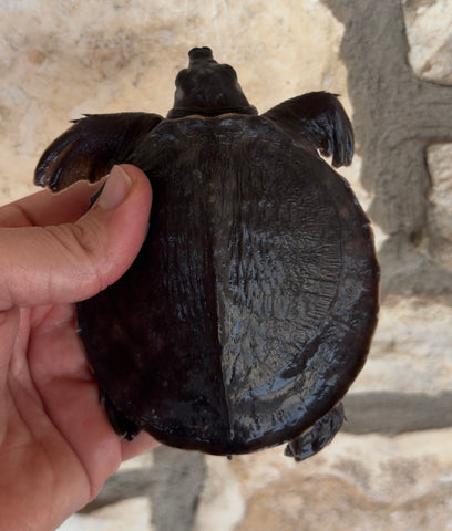 Fly River Turtle Baby (BFRT3)