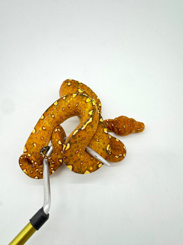 Biak Green Tree Python Yearling (BGTPR16)