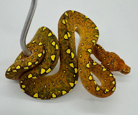 Biak Green Tree Python Yearling (BGTPR21)