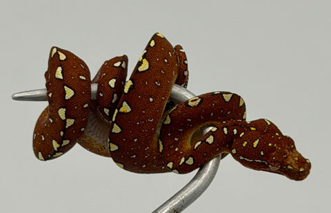 Biak Green Tree Python Red Baby (BGTPR1)