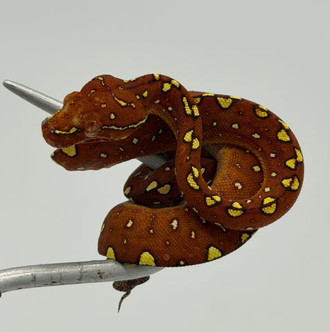 Biak Green Tree Python Red Baby (BGTPR2)