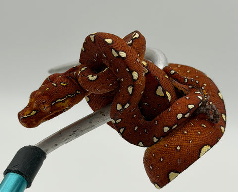 Biak Green Tree Python Red Baby (BGTPR3)