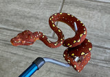 Burgundy Red Biak Green Tree Python Neonate (BGTPBR1)