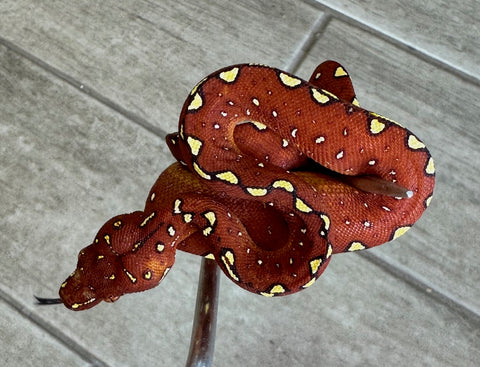 Burgundy Red Biak Green Tree Python Neonate (BGTPBR1)