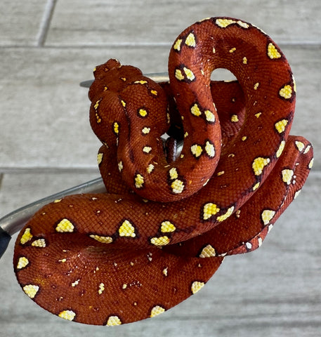 Burgundy Red Biak Green Tree Python Neonate (BGTPBR2)