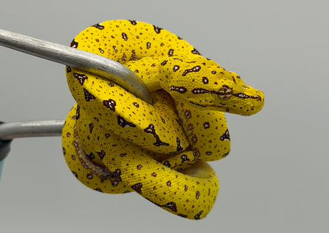 Biak Green Tree Python Yellow Baby (BGTPY11)