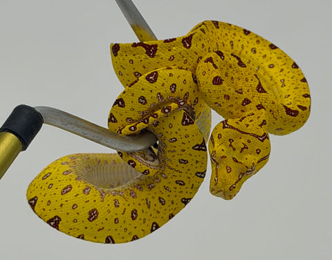 Biak Green Tree Python Yellow Baby (BGTPY12)