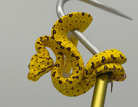 Biak Green Tree Python Yellow Baby (BGTPY13)