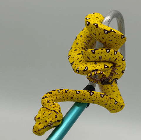 Biak Green Tree Python Yellow Baby (BGTPY15)