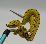 Biak Green Tree Python Yellow Baby (BGTPY5)
