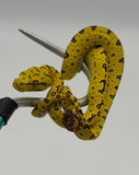Biak Green Tree Python Yellow Baby (BGTPY5)