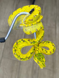 Yellow Biak Green Tree Python (BGTPY7)