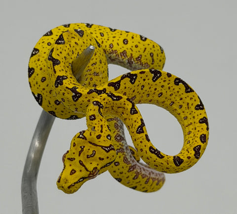 Biak Green Tree Python Yellow Baby (BGTPY6)