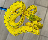 Yellow Biak Green Tree Python (BGTPY7)