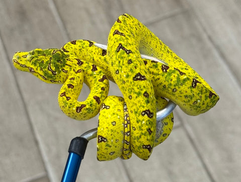 Yellow Biak Green Tree Python (BGTPY8)