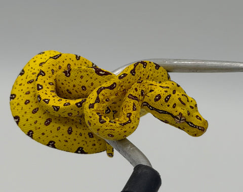 Biak Green Tree Python Yellow Baby (BGTPY9)