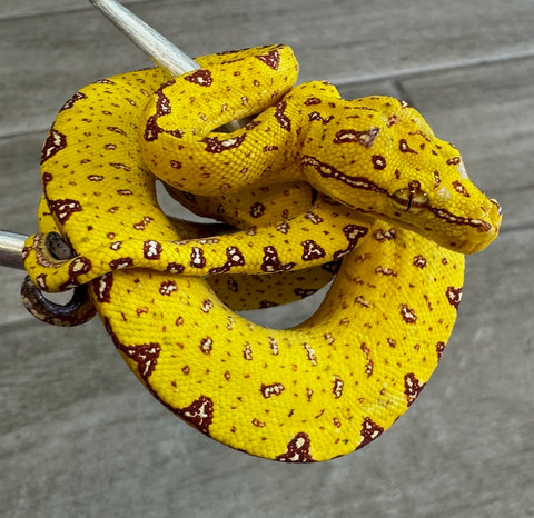 Yellow Baby Biak Green Tree Python (BGTPYB4)