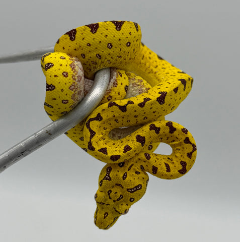 Diamond Pattern Biak Green Tree Python Yellow Baby (BGTPYDP16)