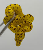 Diamond Pattern Biak Green Tree Python Yellow Baby (BGTPYDP16)