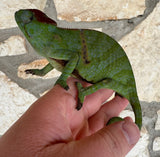 Madagascar 2 Horned Chameleon Pair (F. bifidus)