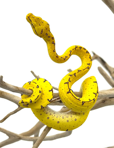 Jayapura Green Tree Python Baby (BJGTP1)
