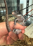 Black (melanistic) Jeweled Lacerta (yearling sexed pair)