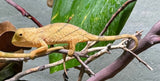 Orange Eyed Parsons Chameleon CBB Babies