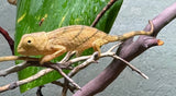 Orange Eyed Parsons Chameleon CBB Babies