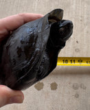 Black Pond Turtle Pair
