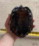 Black Pond Turtle Pair