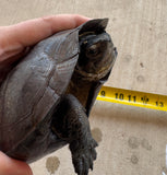 Black Pond Turtle Pair