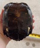 Black Pond Turtle Pair