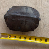 Black Pond Turtle Pair