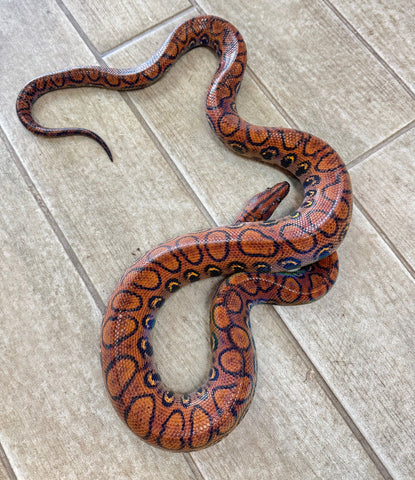 Brazilian Rainbow Boa 5' Female (BRBF5)