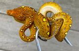 Red Biak Green Tree Python (BRGTP2)