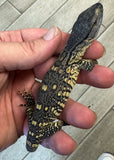 CB Black Throat Monitor (BT1)