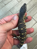 CB Black Throat Monitor (BT1)