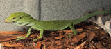 Biak Green Tree Monitor (Varanus kordensis) Pair 1.1