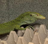 Biak Green Tree Monitor (Varanus kordensis) Pair 1.1