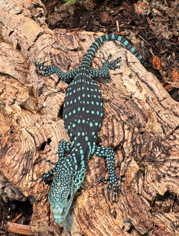 Baby Blue Tree Monitor (Varanus macraei) (BTM1)