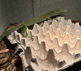 Biak Green Tree Monitor (Varanus kordensis) Pair 1.1